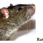Pest Control San Antonio - rodents